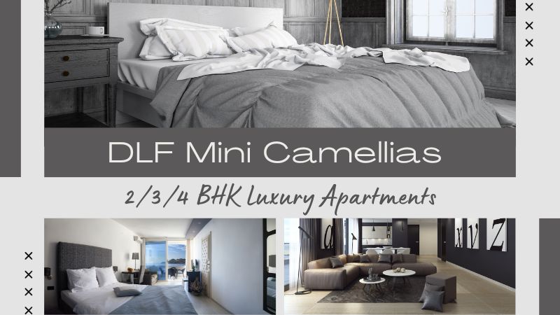 DLF Mini Camellias